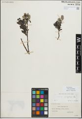 Foto von Salix myrsinifolia Salisb.